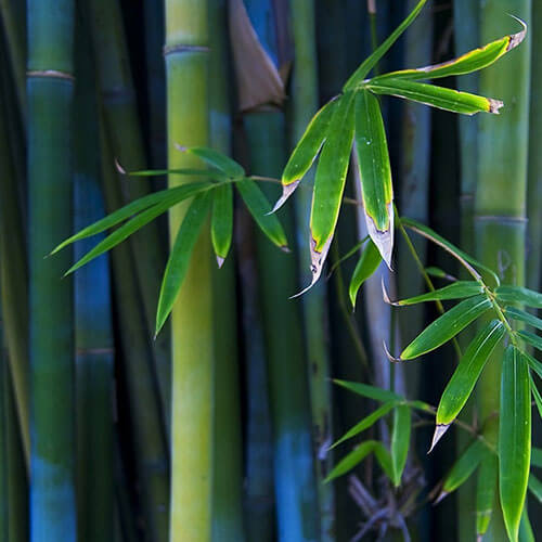 tre - bamboo